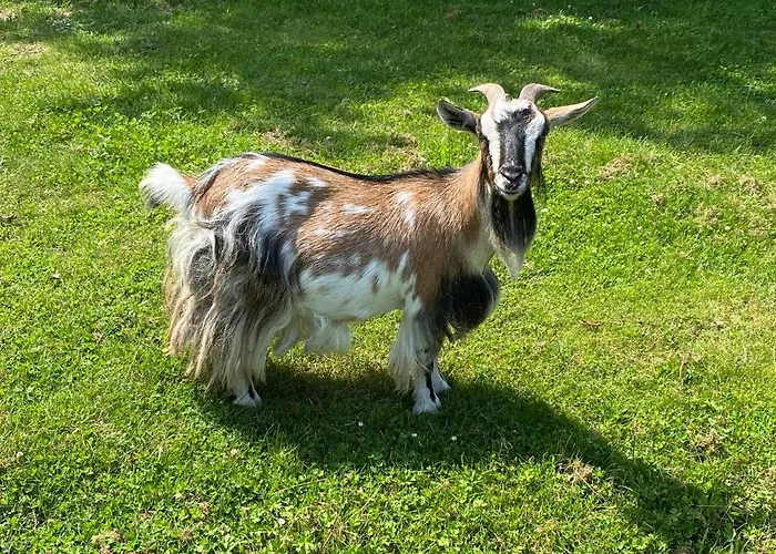 فندق أميراوتي غولف دوفيل