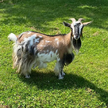 Hotel Amirauté Golf Deauville